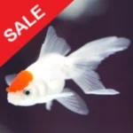 FISH N GRID EA