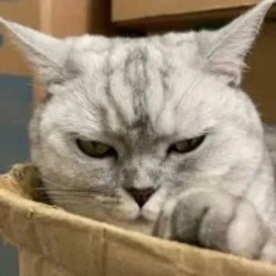 HUNTING CAT SCALPER EA
