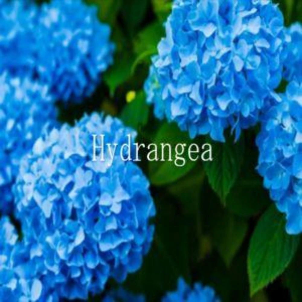 HYDRANGEA EA HYDRANGEA EA