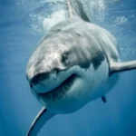 SHARK PRO EA