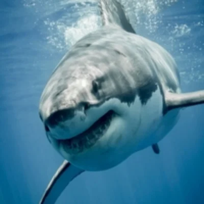 SHARK PRO EA