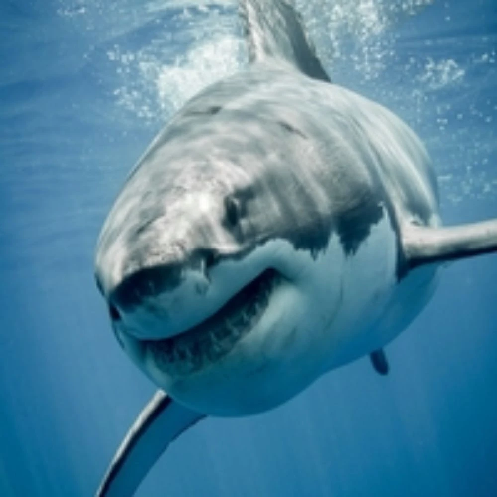 SHARK PRO EA SHARK PRO EA